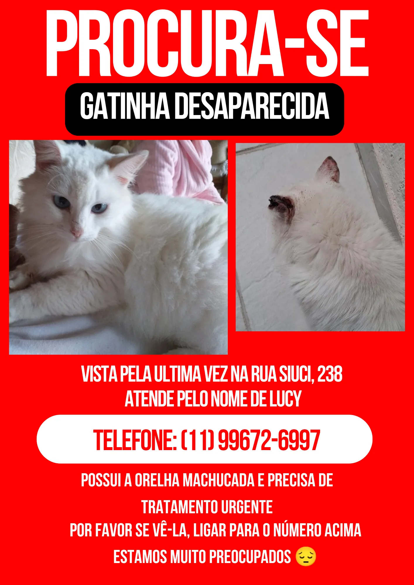 Procura-se esse Gato São Paulo/SP | Lucy | 5 anos | Raça SRD-ViraLata | tamanho Pequeno | foto 4
