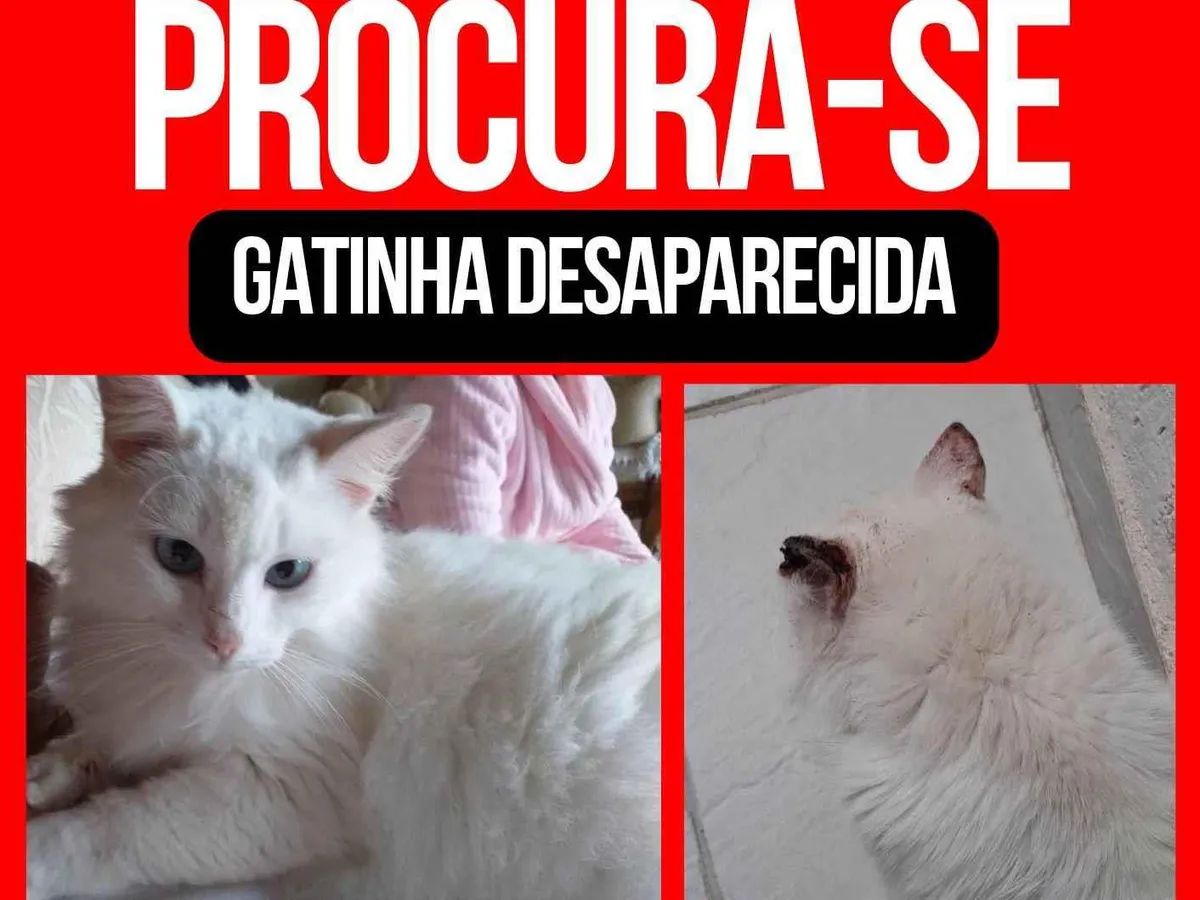 Procura-se esse Gato São Paulo/SP | Lucy | 5 anos | Raça SRD-ViraLata | tamanho Pequeno | foto 1