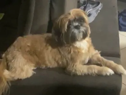 Cao Shitzu Pequeno 6-anos-Acima