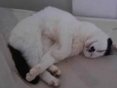Gato SRD-ViraLata Pequeno 2-a-6-meses