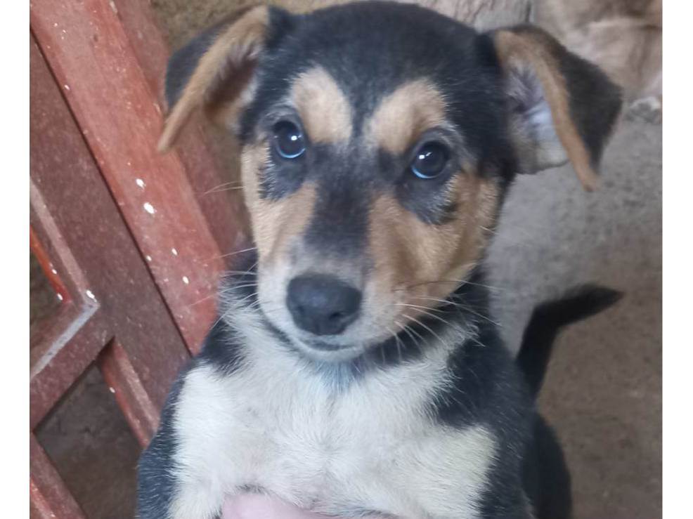 Adoção de Cachorro Itapecerica da Serra/SP | Billy | Filhote | Raça N identificado  | tamanho Médio