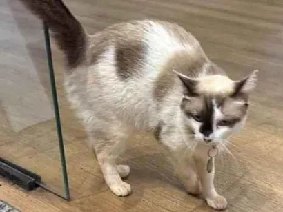 Gato Srd Pequeno 1-ano