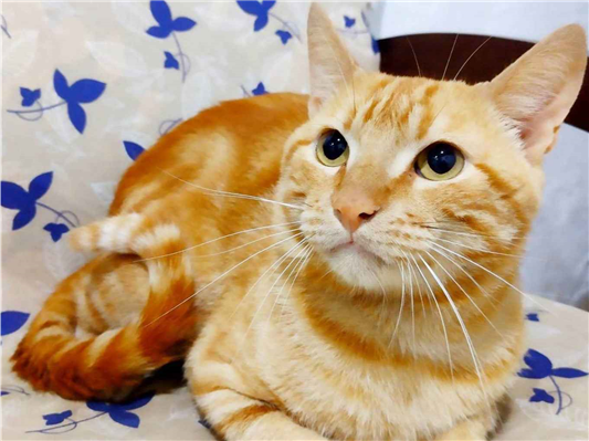 Gato Bengal laranja  Pequeno 5-anos