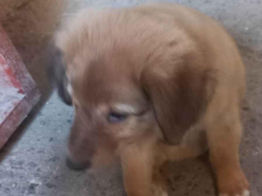 Adoção de Cachorro Itapecerica da Serra/SP | Milly | Filhote | Raça N /A | tamanho Pequeno