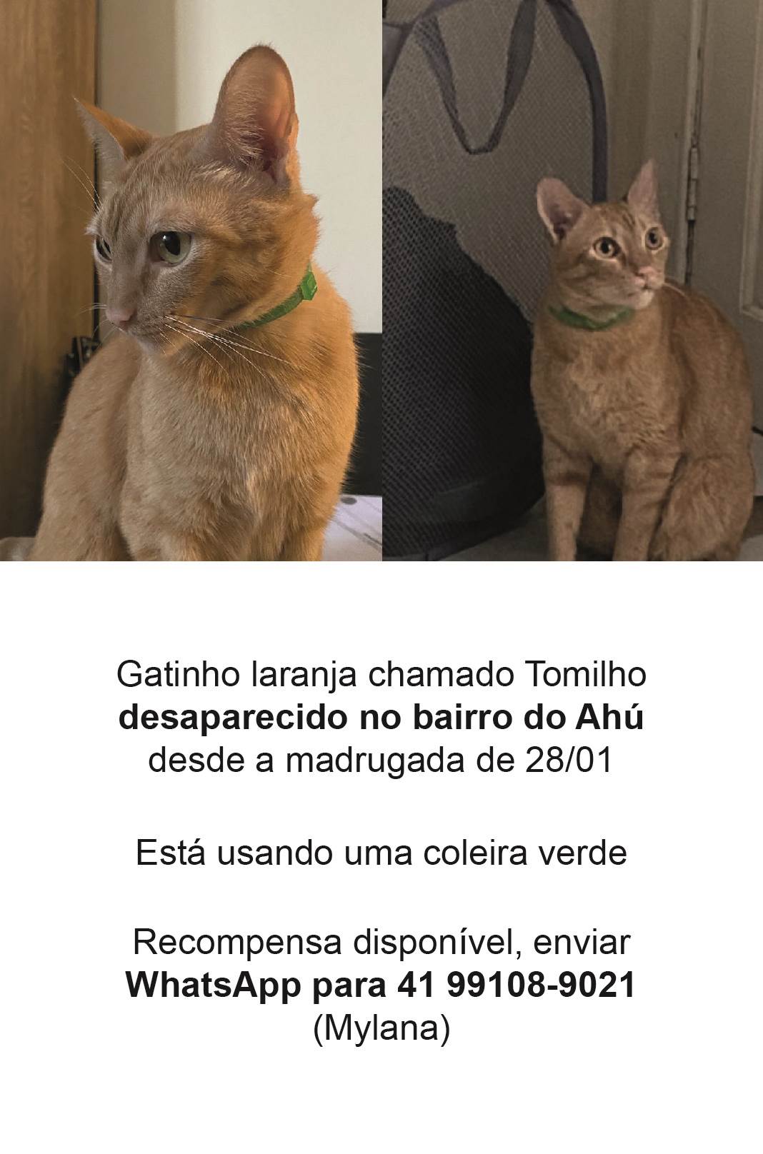 Tomilho  perdido | foto 2