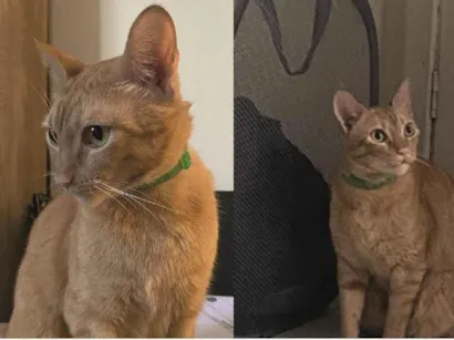 Gato SRD-ViraLata Medio 3-anos