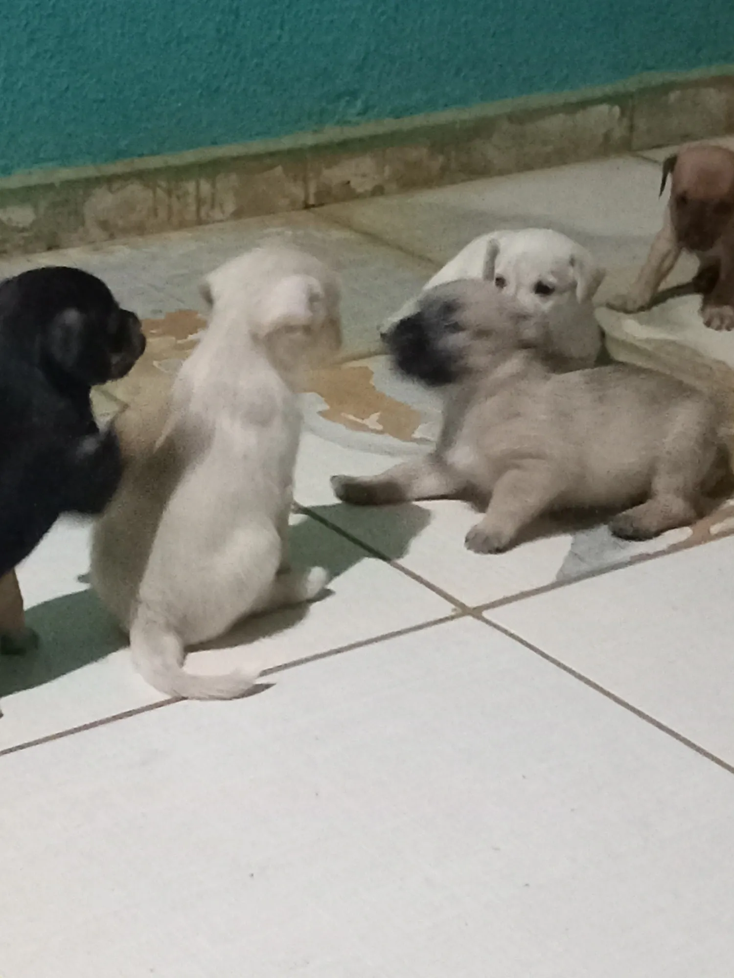 Adoção de Cachorro Campo Grande/MS | Lili,lulu,lula,pit,lolo,lilico | Filhote | Raça SRD-ViraLata | tamanho Pequeno | foto 14