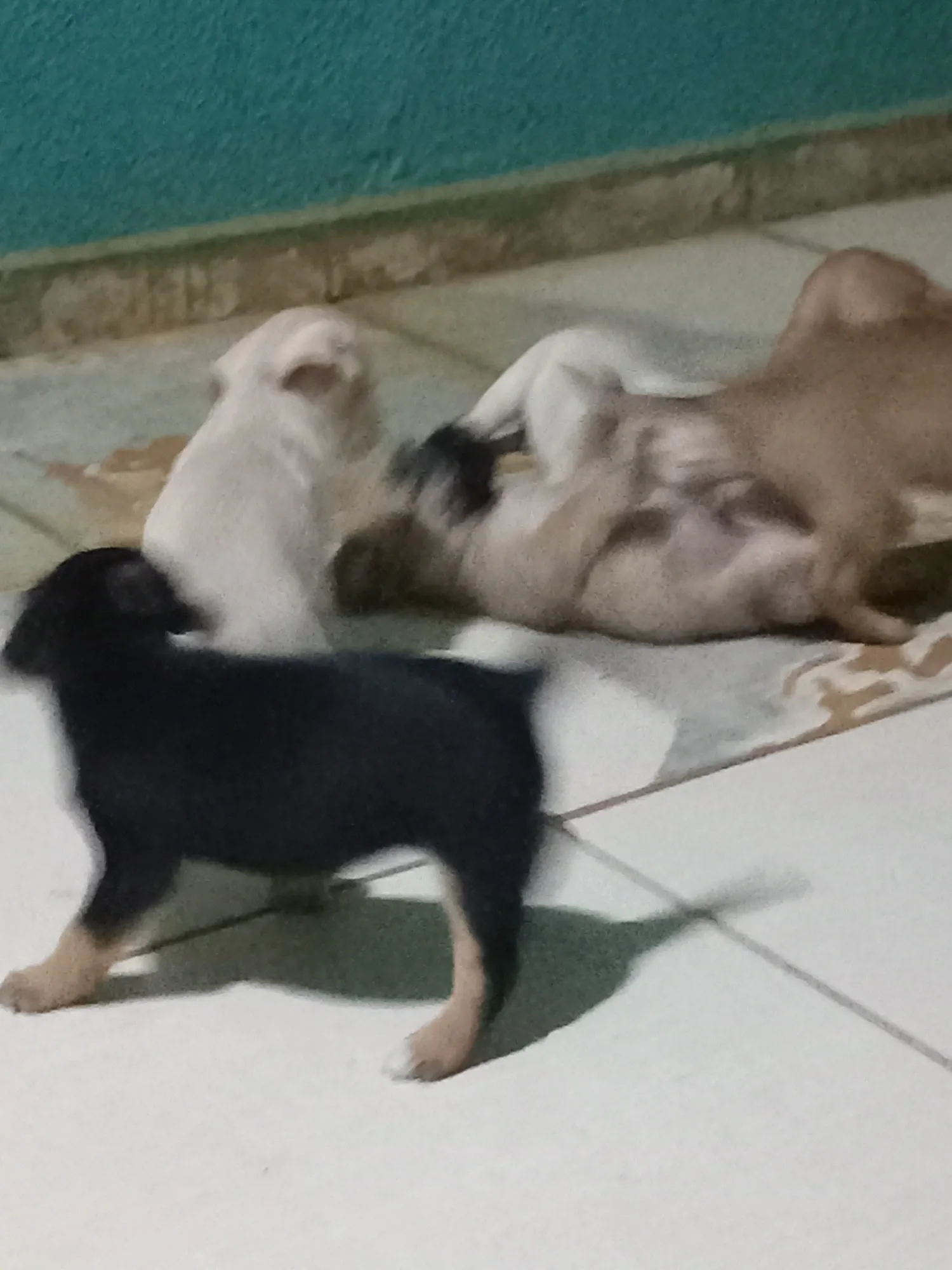 Adoção de Cachorro Campo Grande/MS | Lili,lulu,lula,pit,lolo,lilico | Filhote | Raça SRD-ViraLata | tamanho Pequeno | foto 15