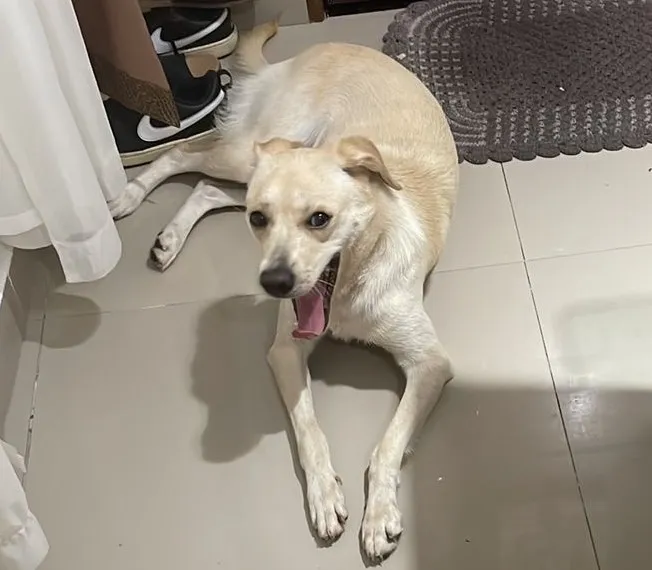 Adoção de Cachorro São Paulo/SP | Luna Meiga | 7 a 11 meses | Raça SRD-ViraLata | tamanho Médio | foto 2