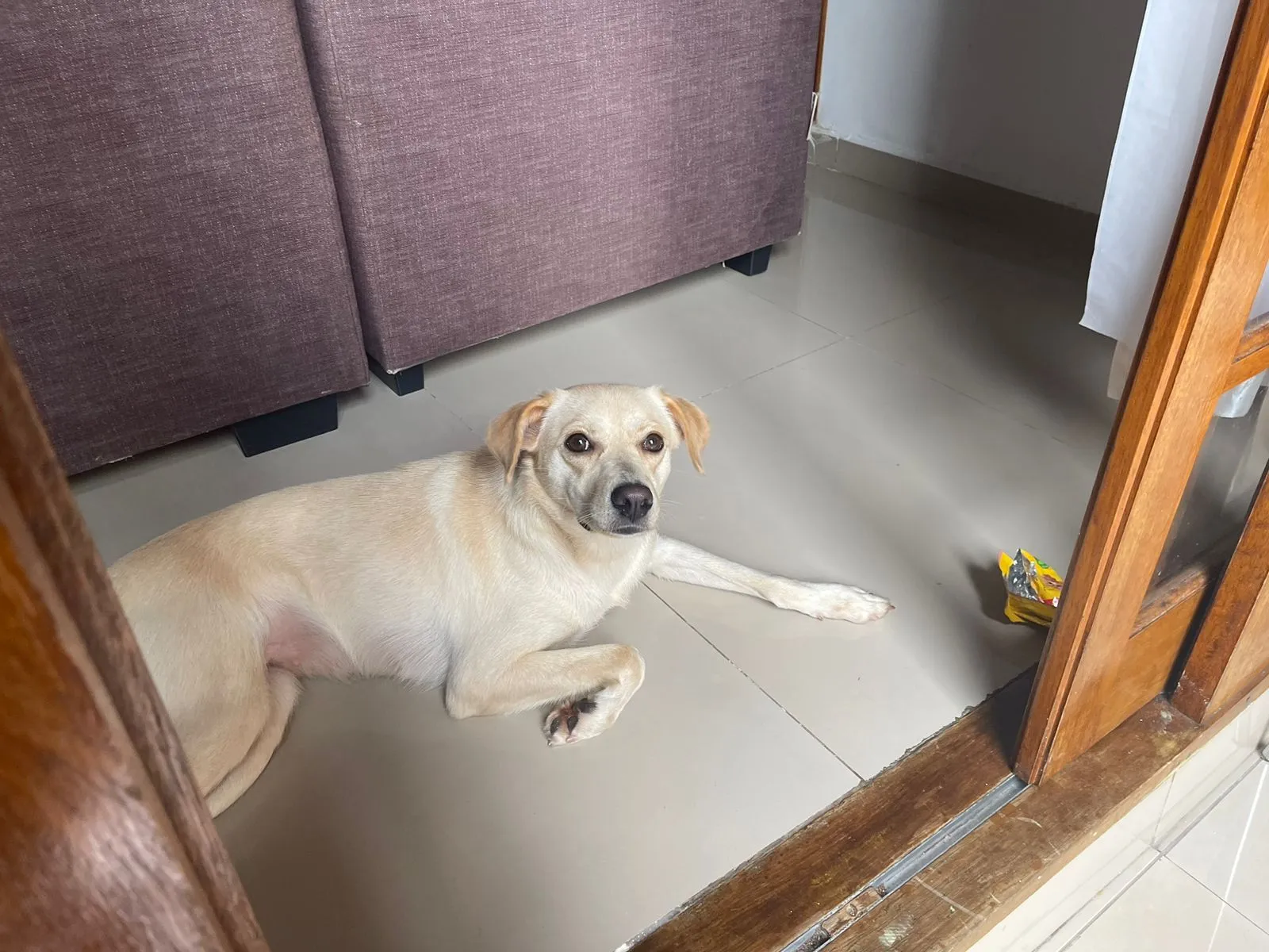Adoção de Cachorro São Paulo/SP | Luna Meiga | 7 a 11 meses | Raça SRD-ViraLata | tamanho Médio | foto 4