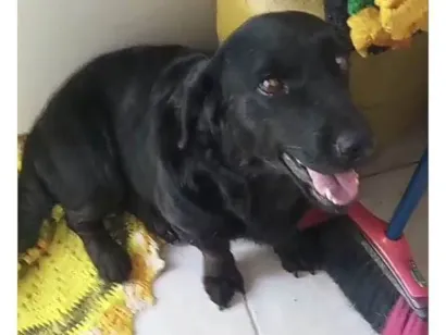 Cao Labrador Anão Pequeno 5-anos