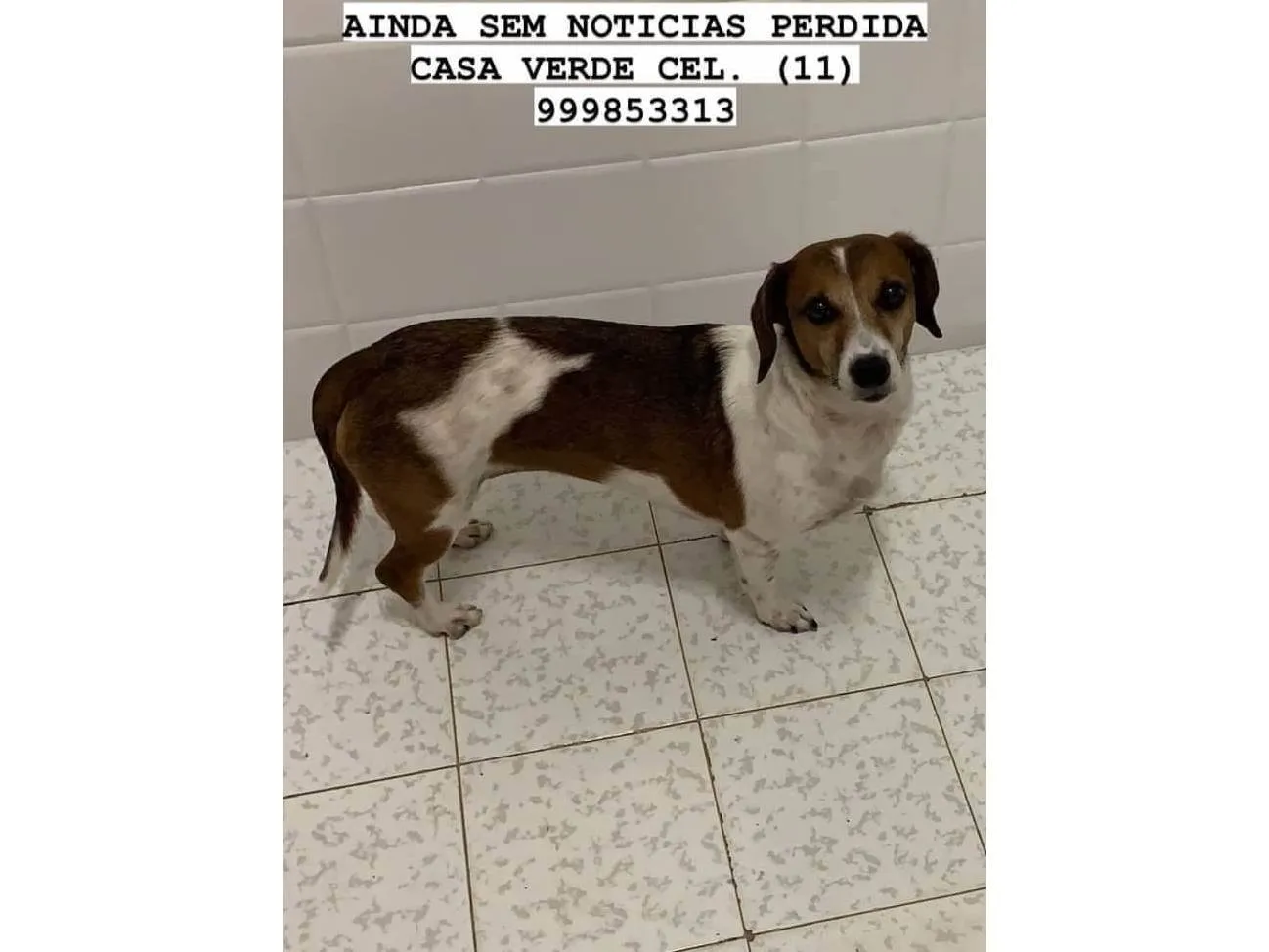 Procura-se esse Cachorro São Paulo/SP | GRATIFICA - Mila | 6 anos Acima | Raça SRD- mestiça salsicha | tamanho Pequeno | foto 3