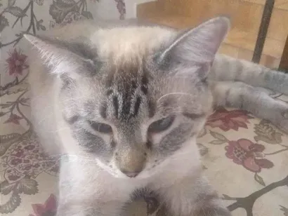 Gato SRD Pequeno 1-ano
