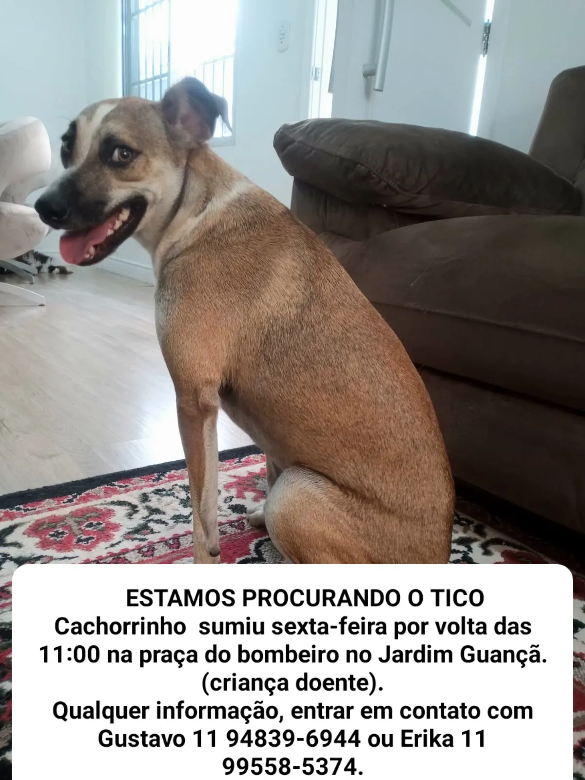 Procura-se esse Cachorro São Paulo/SP | Tico | 7 a 11 meses | Raça SRD-ViraLata | tamanho Médio | foto 4