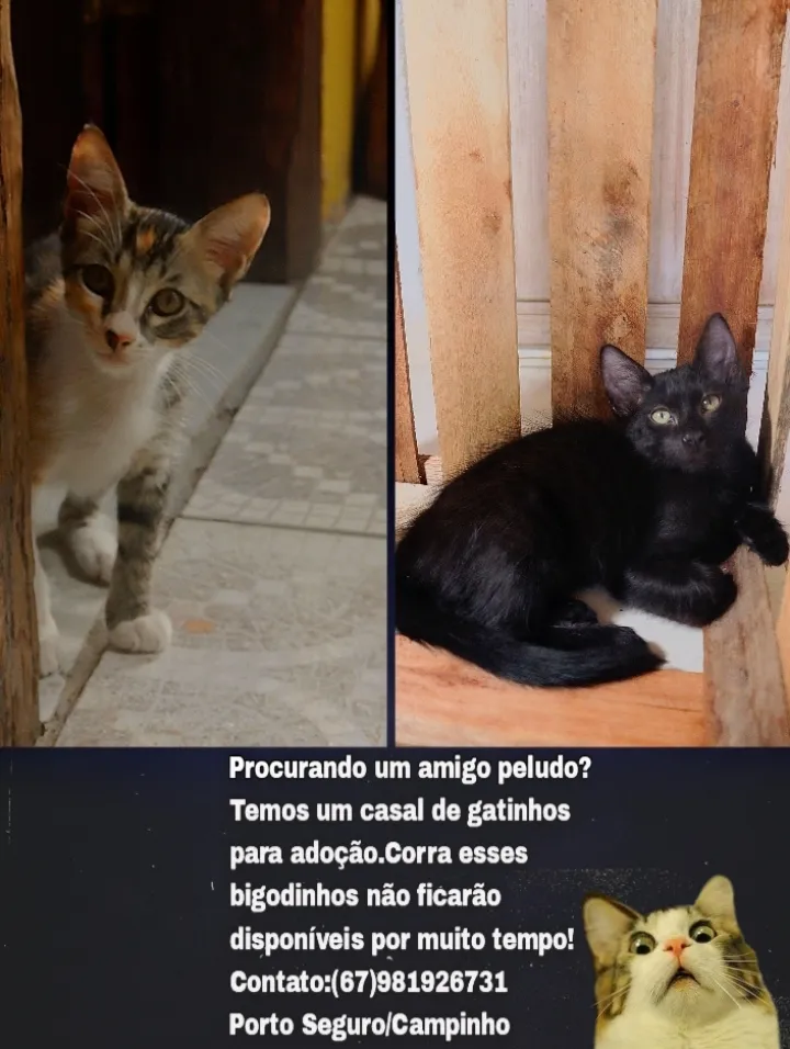 Adoção de Gato Campo Grande/MS | Sem nome | 2 a 6 meses | Raça  | tamanho Pequeno | foto 1