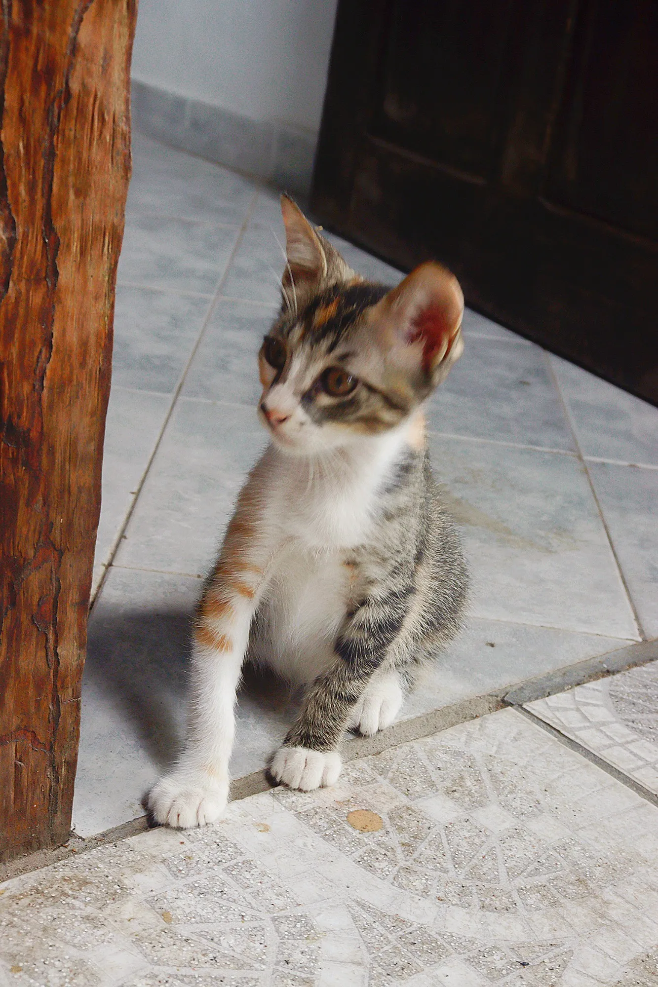 Adoção de Gato Campo Grande/MS | Sem nome | 2 a 6 meses | Raça  | tamanho Pequeno | foto 3