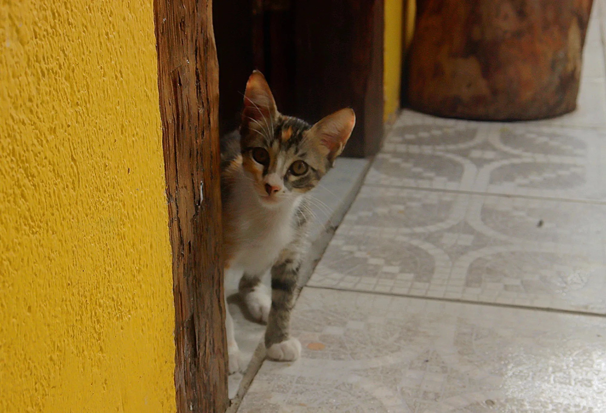 Adoção de Gato Campo Grande/MS | Sem nome | 2 a 6 meses | Raça  | tamanho Pequeno | foto 5