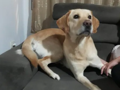 Cao Labrador Grande 6-anos-Acima