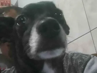 Cao  Medio 6-anos-Acima