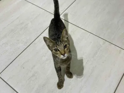 Gato  Pequeno 2-a-6-meses