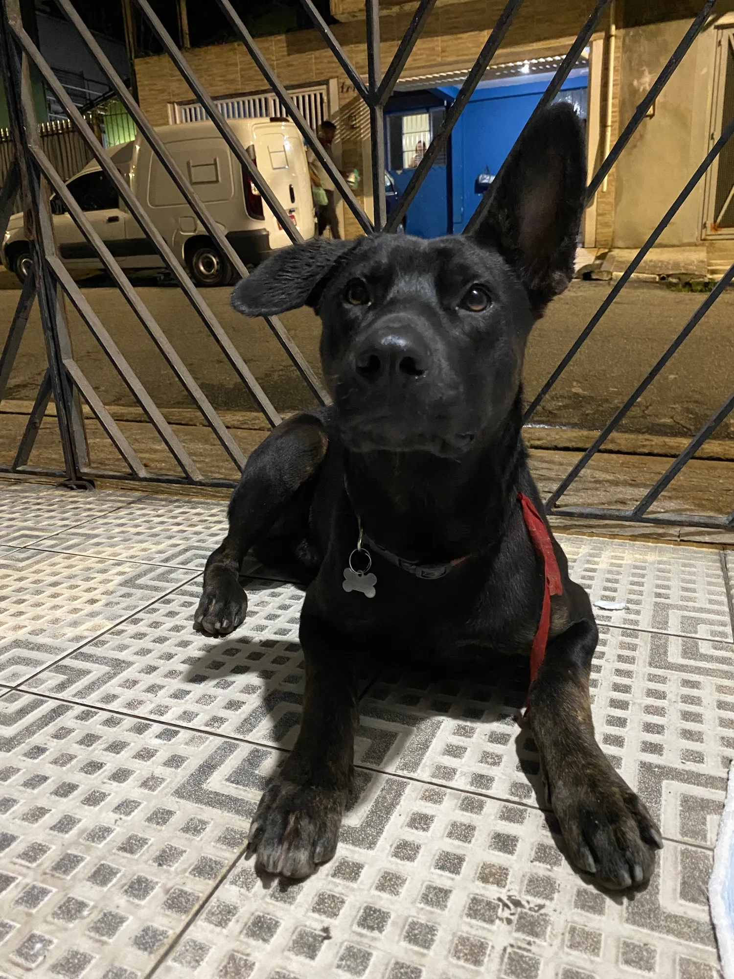 Adoção de Cachorro São Paulo/SP | Simba | 1 ano | Raça SRD-ViraLata | tamanho Pequeno | foto 3