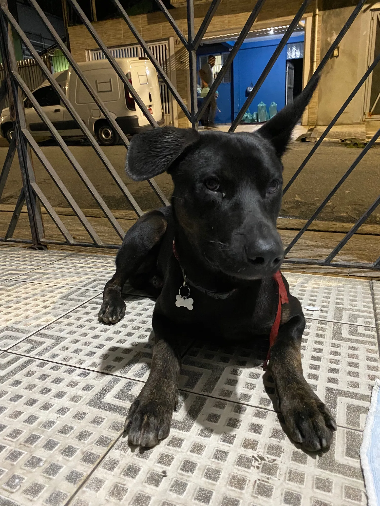 Adoção de Cachorro São Paulo/SP | Simba | 1 ano | Raça SRD-ViraLata | tamanho Pequeno | foto 4