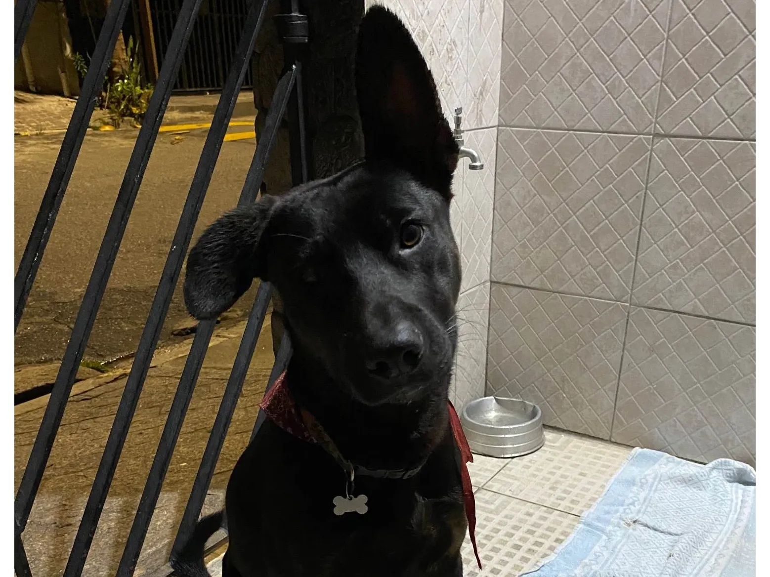 Adoção de Cachorro São Paulo/SP | Simba | 1 ano | Raça SRD-ViraLata | tamanho Pequeno | foto 5