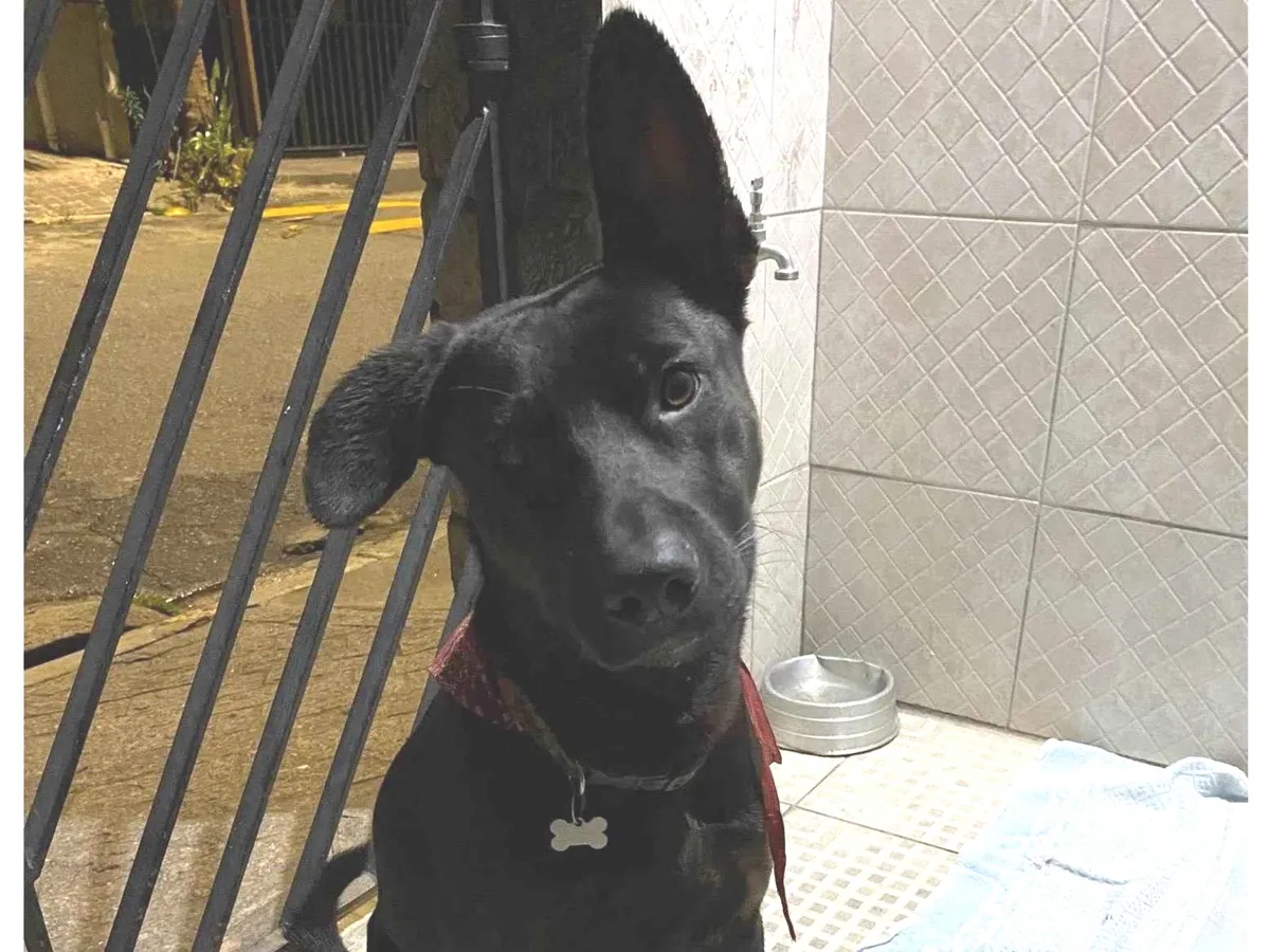 Adoção de Cachorro São Paulo/SP | Simba | 1 ano | Raça SRD-ViraLata | tamanho Pequeno | foto 7