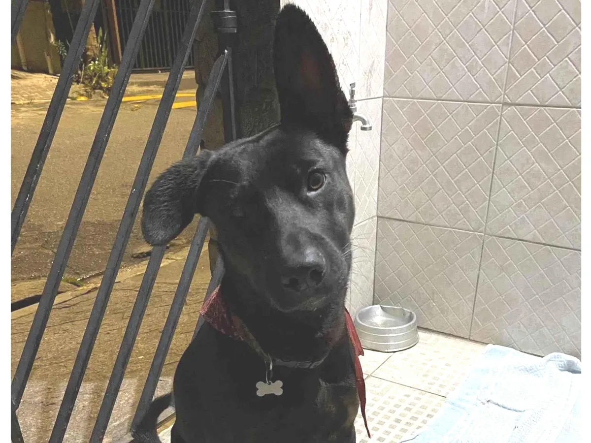 Adoção de Cachorro São Paulo/SP | Simba | 1 ano | Raça SRD-ViraLata | tamanho Pequeno | foto 1
