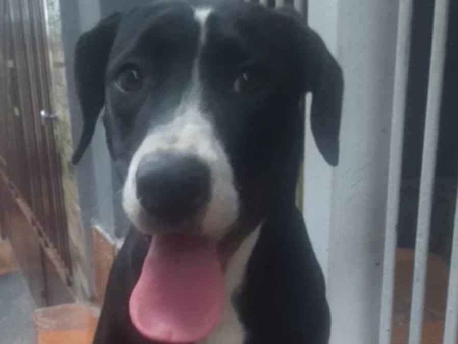 Adoção de Cachorro São Paulo/SP | Branquinha | 7 a 11 meses | Raça Poodle com vira lata | tamanho Pequeno
