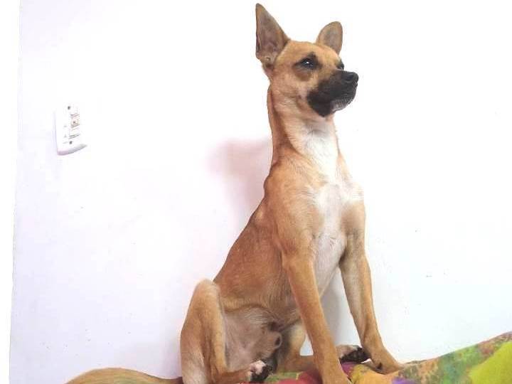 Adoção de Cachorro Rio das Ostras/RJ | Luke  | 7 a 11 meses | Raça SRD-ViraLata | tamanho Médio