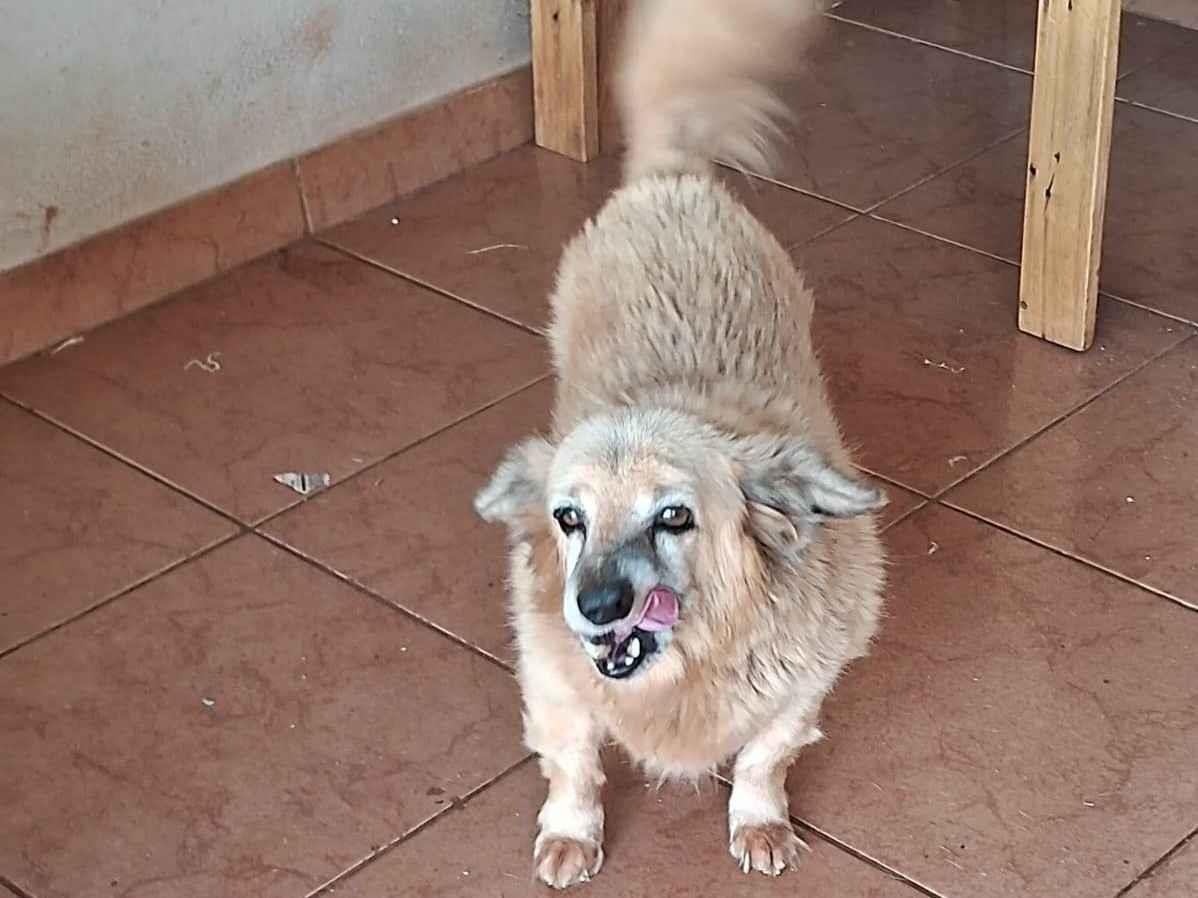 Adoção de Cachorro Campo Grande/MS | Nubia | 3 anos | Raça SRD-ViraLata | tamanho Pequeno