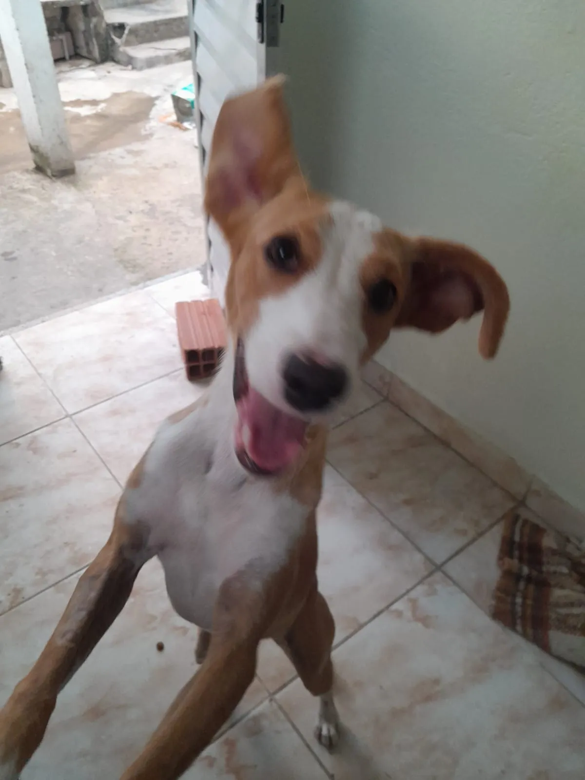 Adoção de Cachorro São Paulo/SP | Matilde | 7 a 11 meses | Raça SRD-ViraLata | tamanho Médio | foto 2