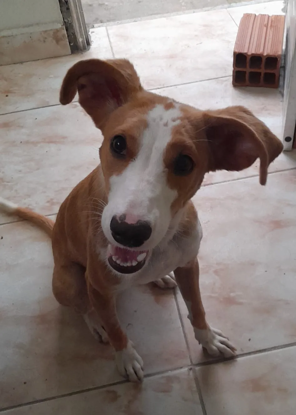 Adoção de Cachorro São Paulo/SP | Matilde | 7 a 11 meses | Raça SRD-ViraLata | tamanho Médio | foto 3
