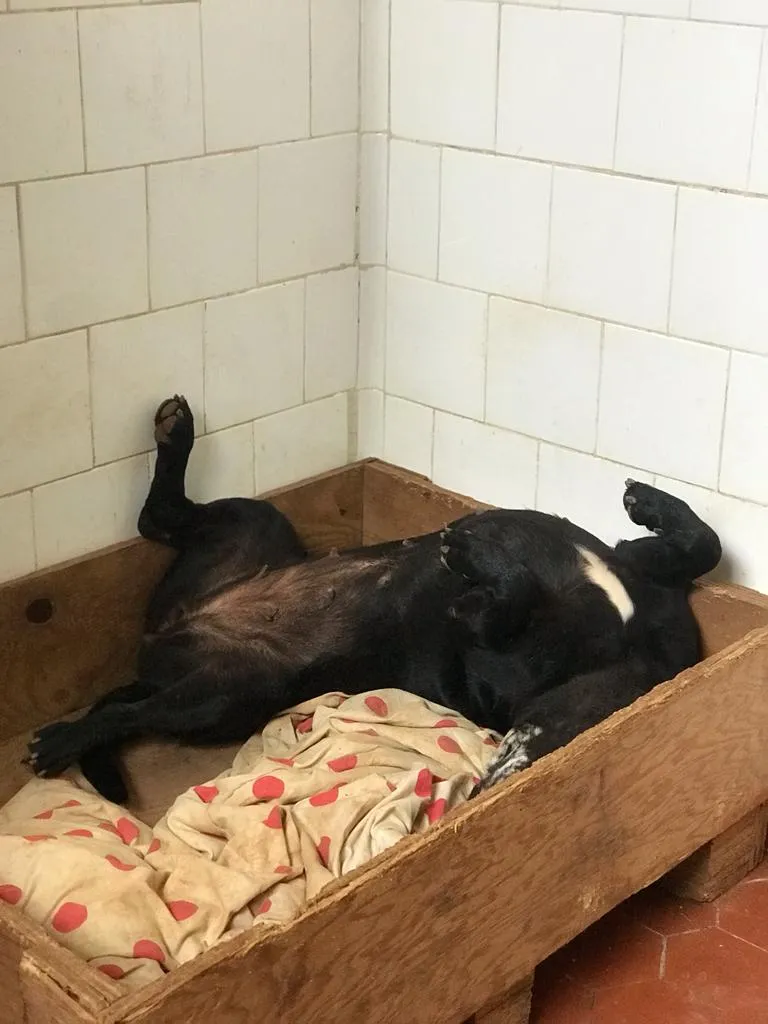 Adoção de Cachorro São Paulo/SP | Bernadete | 3 anos | Raça SRD-ViraLata | tamanho Médio | foto 2