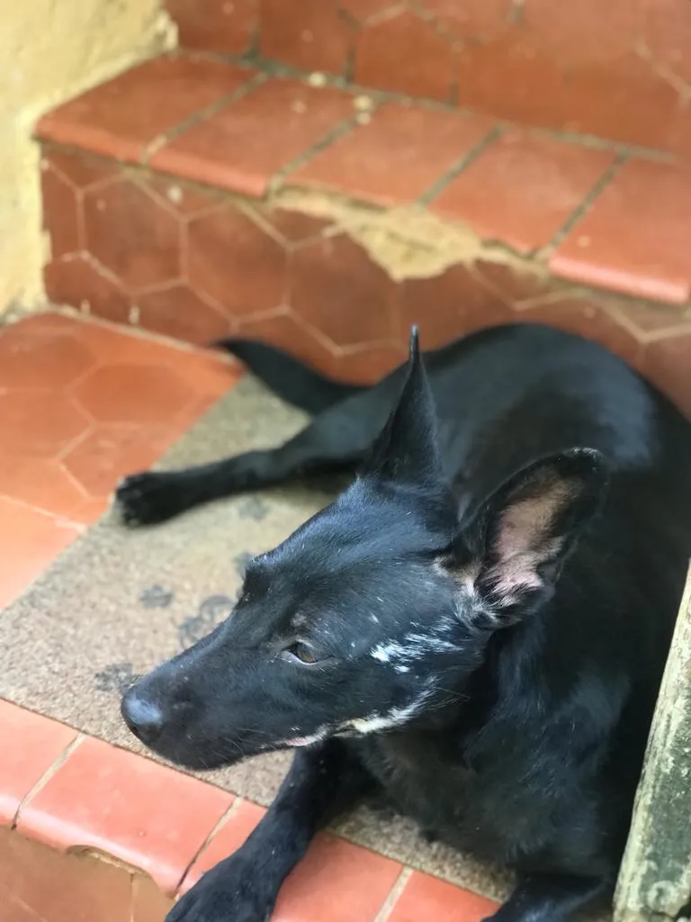 Adoção de Cachorro São Paulo/SP | Bernadete | 3 anos | Raça SRD-ViraLata | tamanho Médio | foto 4