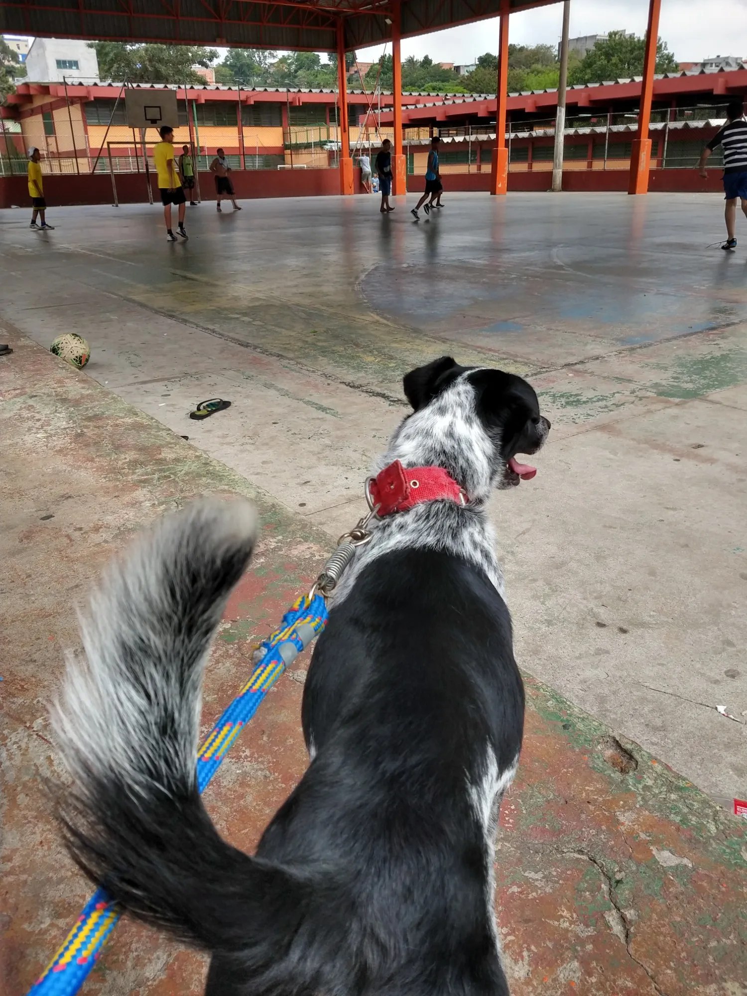 Adoção de Cachorro São Paulo/SP | Dudu | 3 anos | Raça Vira lata | tamanho Médio | foto 2