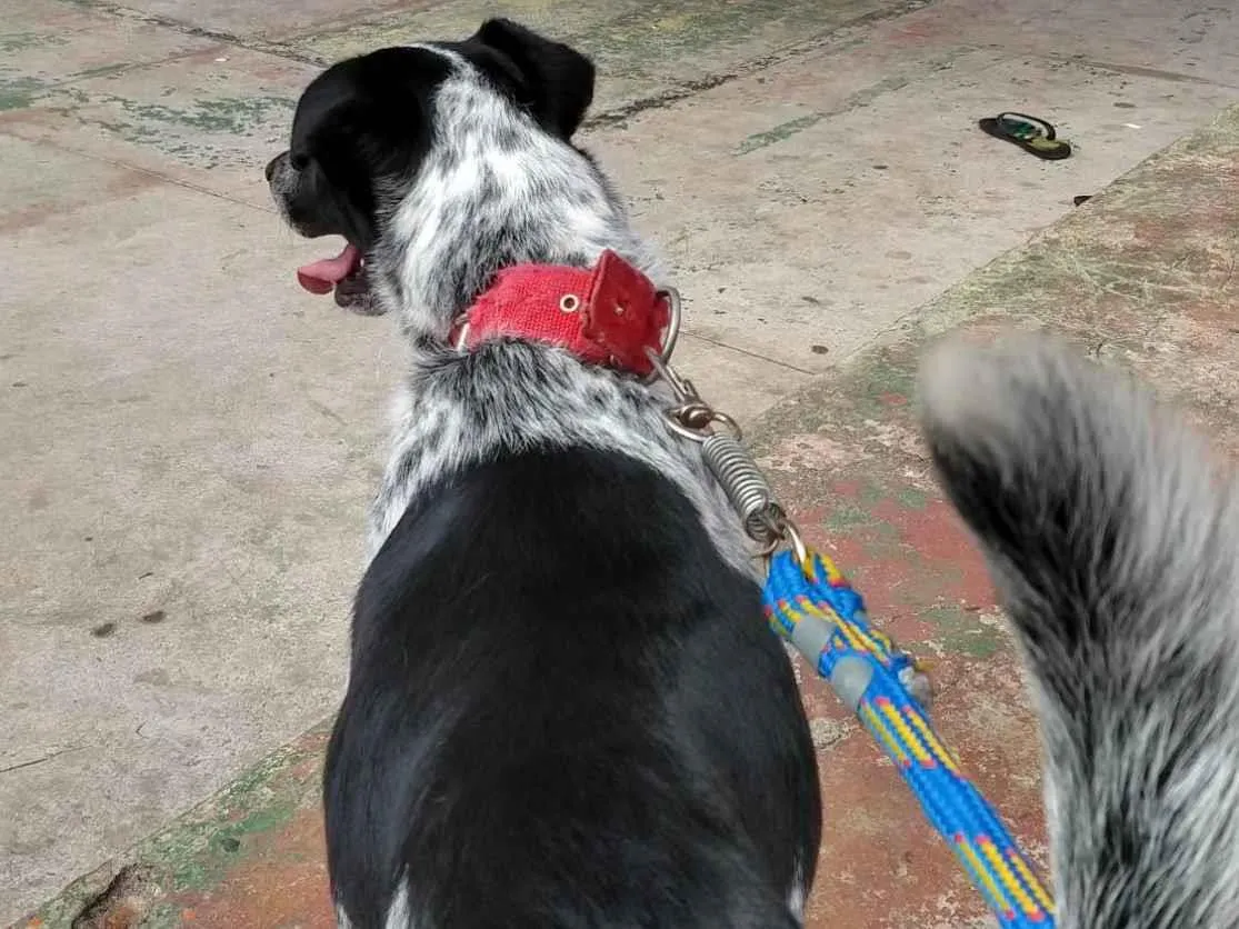 Adoção de Cachorro São Paulo/SP | Dudu | 3 anos | Raça Vira lata | tamanho Médio | foto 1
