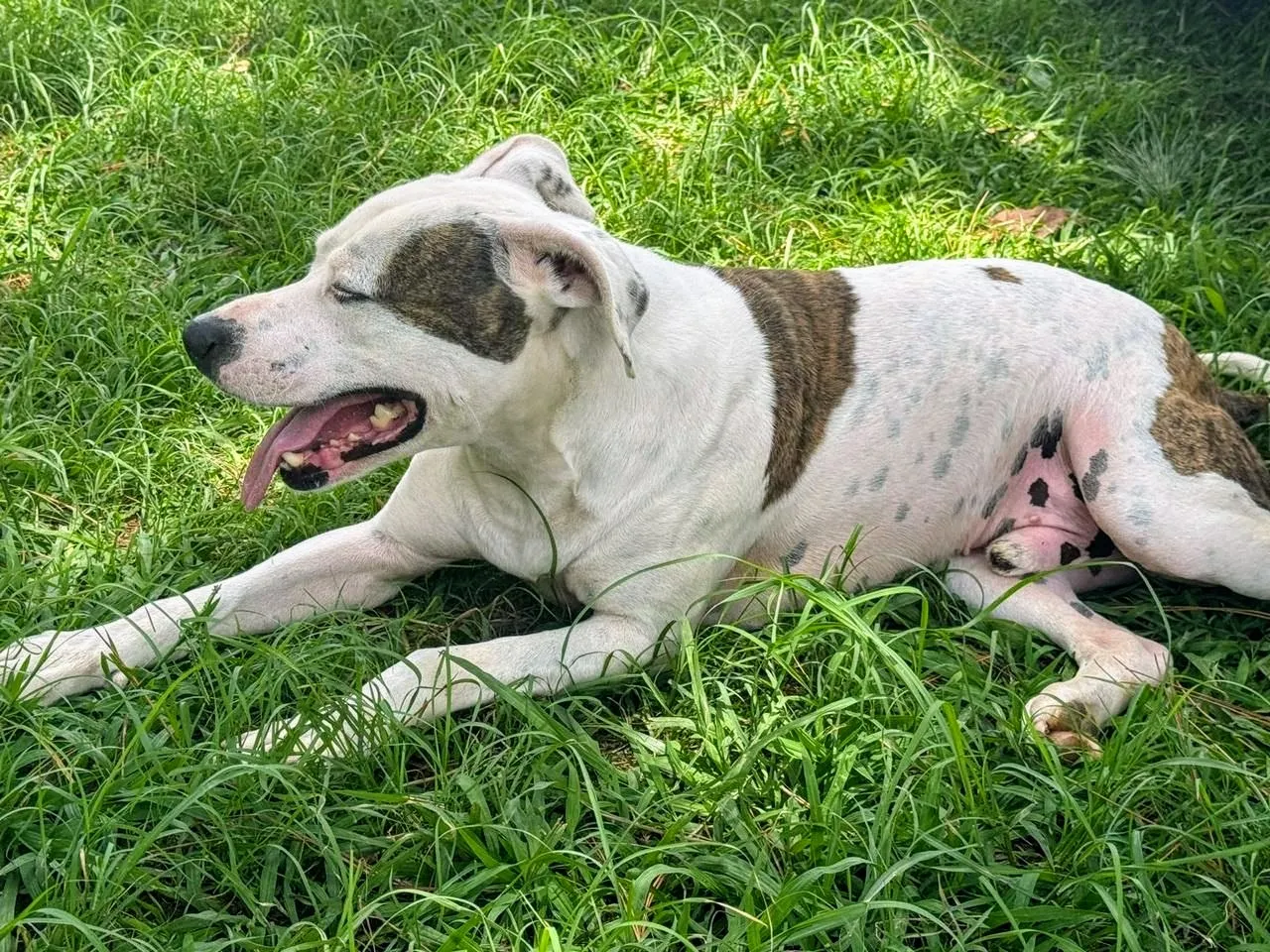 Adoção de Cachorro São Paulo/SP | Theo  | 2 anos | Raça Pit-Bull | tamanho Grande | foto 5