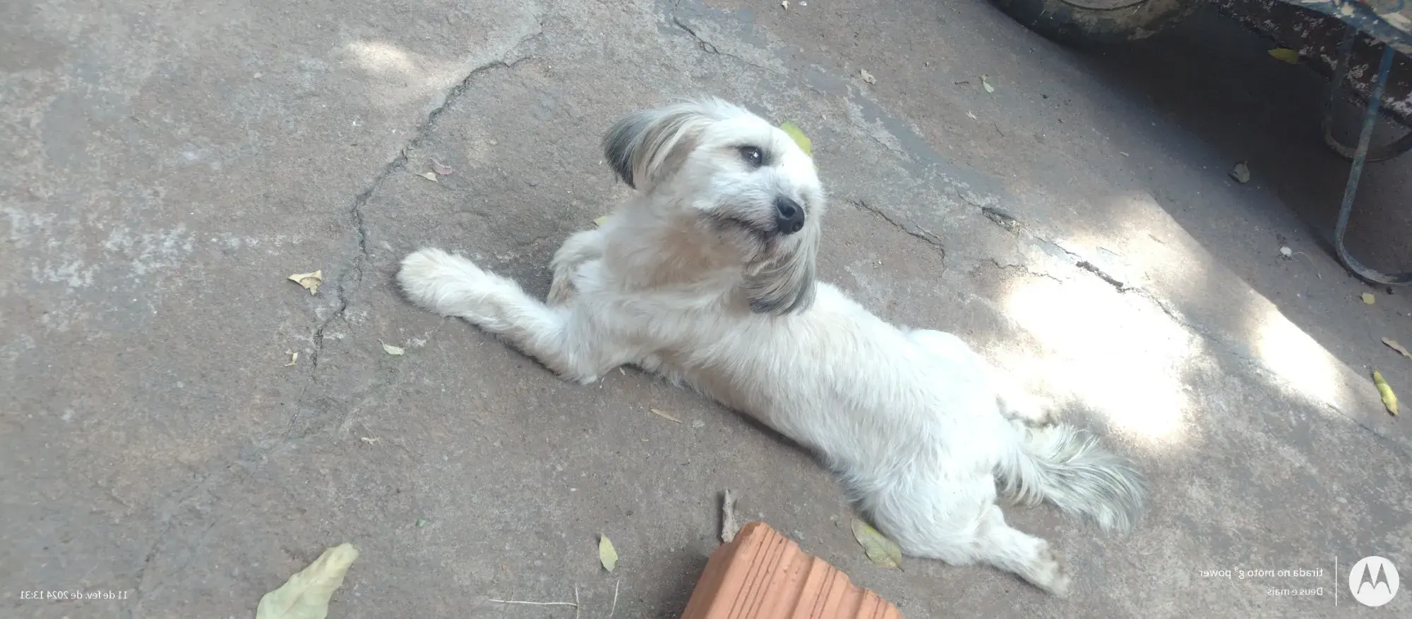 Cachorro Encontrado São Paulo/SP | 400 | 2 a 6 meses | Raça Chitsus  | tamanho Pequeno | foto 2