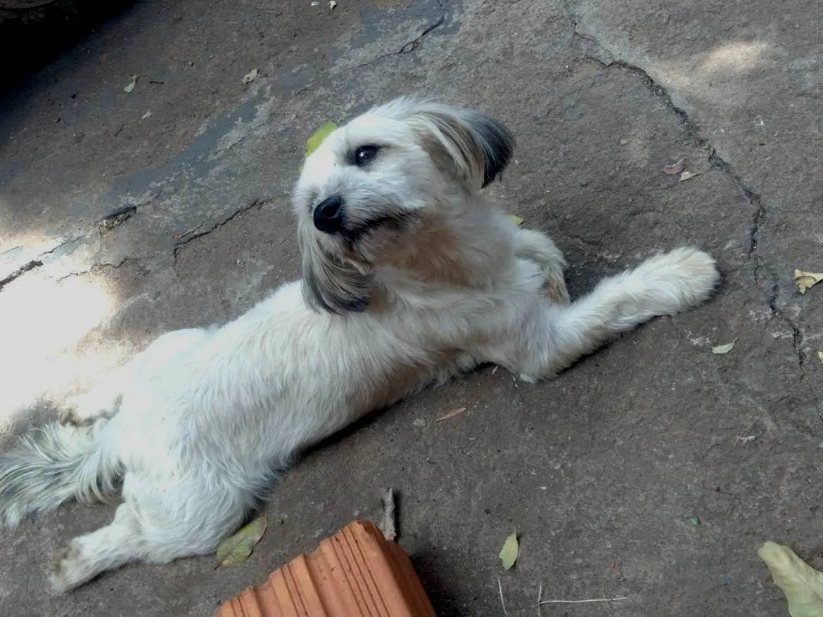 Cachorro Encontrado São Paulo/SP | 400 | 2 a 6 meses | Raça Chitsus  | tamanho Pequeno | foto 1