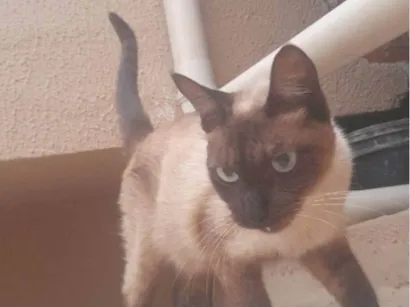 Gato Siamês Medio 1-ano