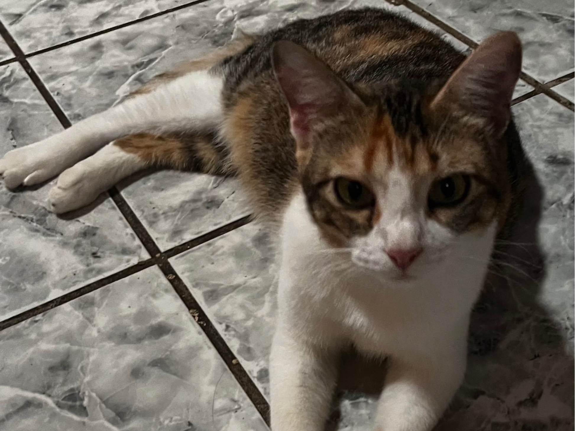 Adoção de Gato Maracanaú/CE | Xuxu  | 2 anos | Raça Sianez | tamanho Médio