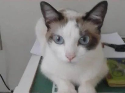 Gato SRD-ViraLata Medio 3-anos