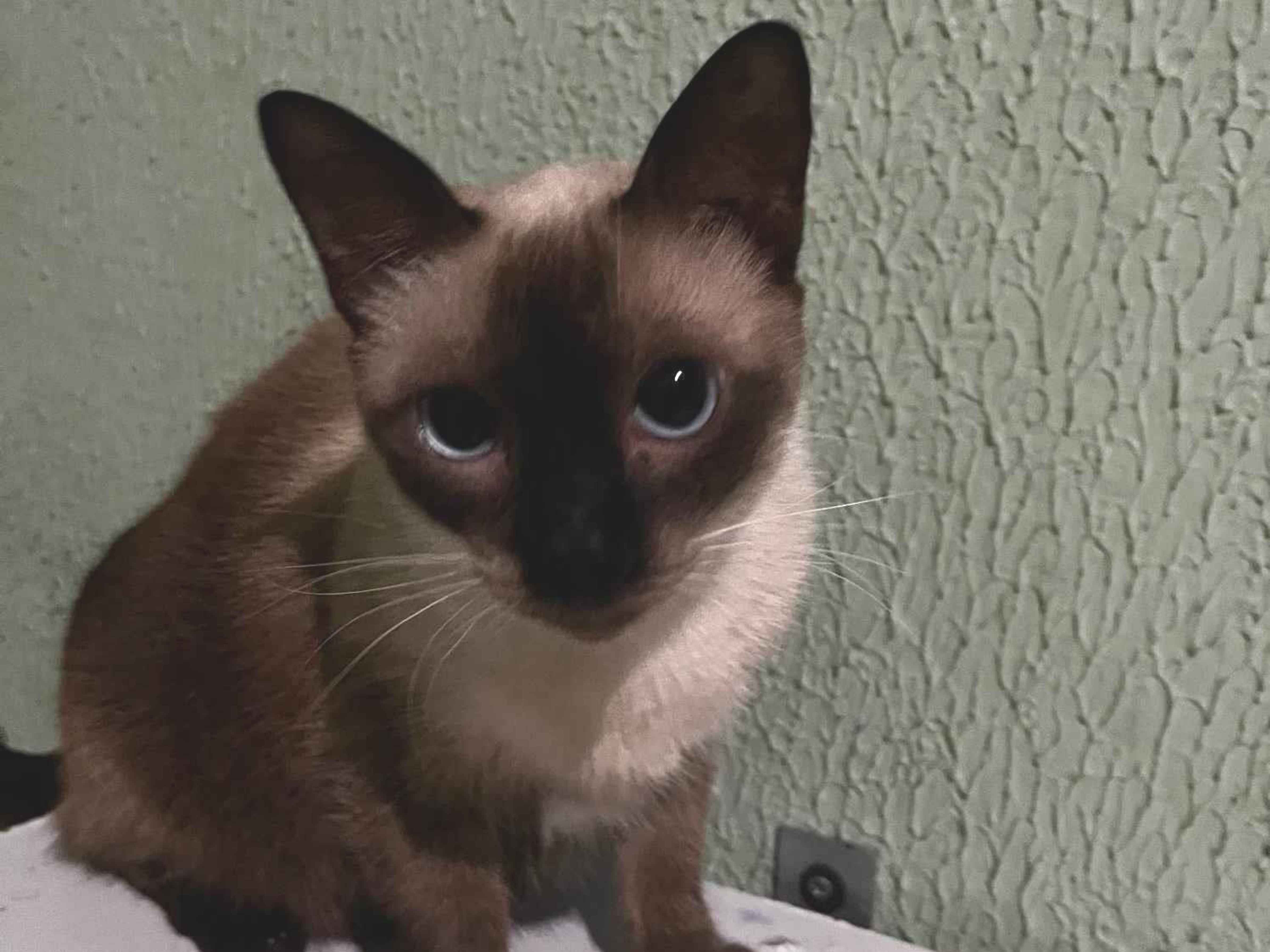 Adoção de Gato Maracanaú/CE | Lorinha | 7 a 11 meses | Raça Comum | tamanho Médio
