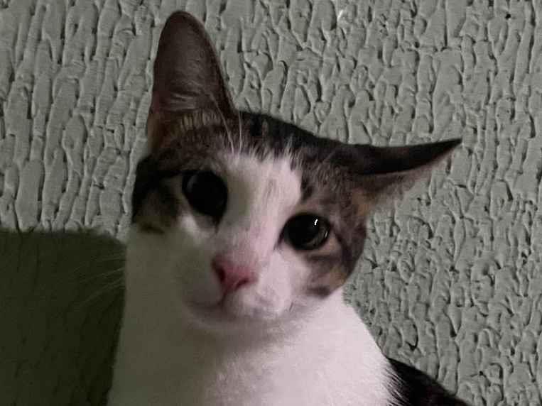 Adoção de Gato Maracanaú/CE | Jade | 1 ano | Raça Comum | tamanho Pequeno