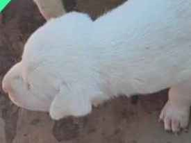 Cachorro tamanho Grande Femea 2-a-6-meses para adoção