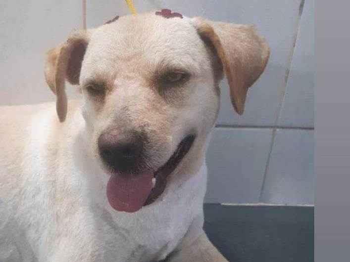 Adoção de Cachorro São Paulo/SP | Spike | 2 anos | Raça Sem raca | tamanho Médio