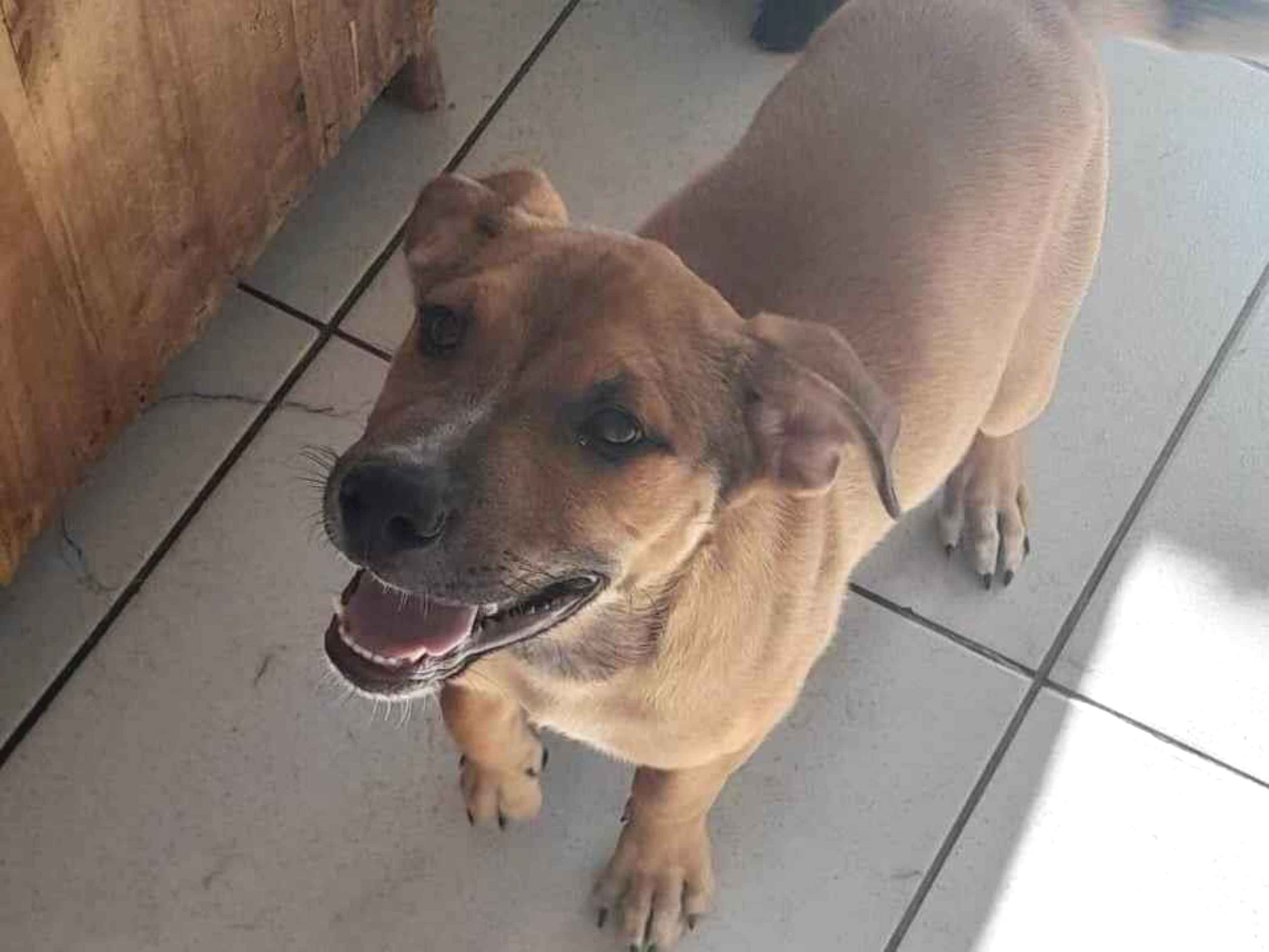 Adoção de Cachorro Mogi das Cruzes/SP | Rufus | 7 a 11 meses | Raça Vira Lata | tamanho Médio