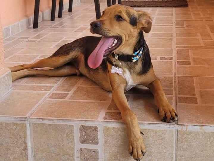 Adoção de Cachorro Mogi das Cruzes/SP | Nacho | 7 a 11 meses | Raça Vira lata | tamanho Médio